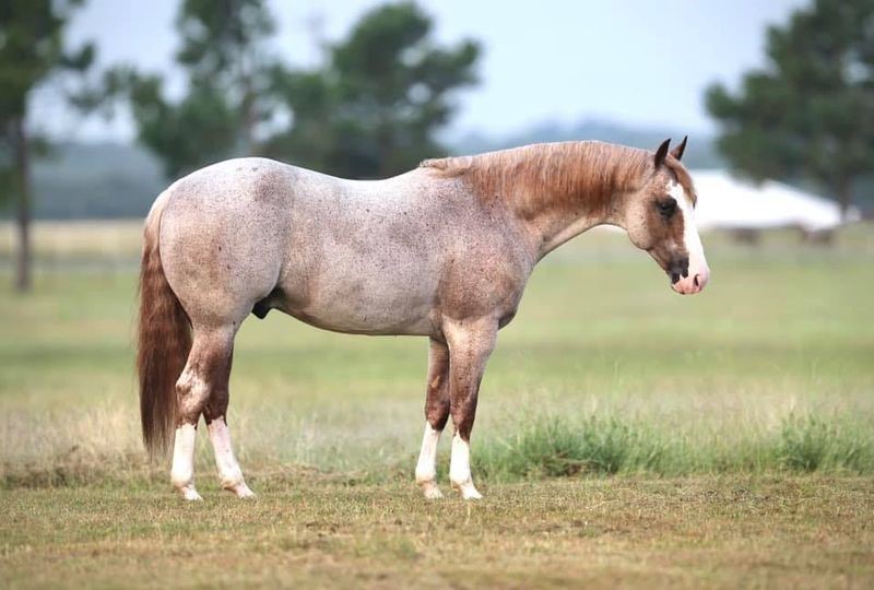 Equine Mortality Insurance Magill Insurance and Real Estate